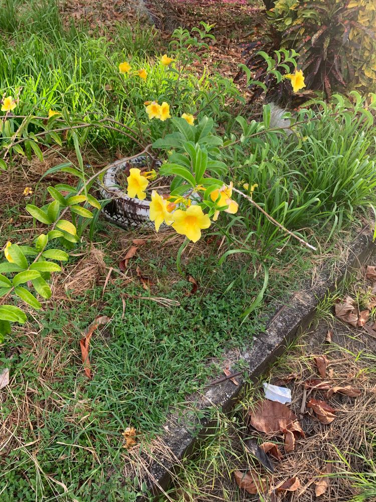 Yellow flowers beside the Savannah. 