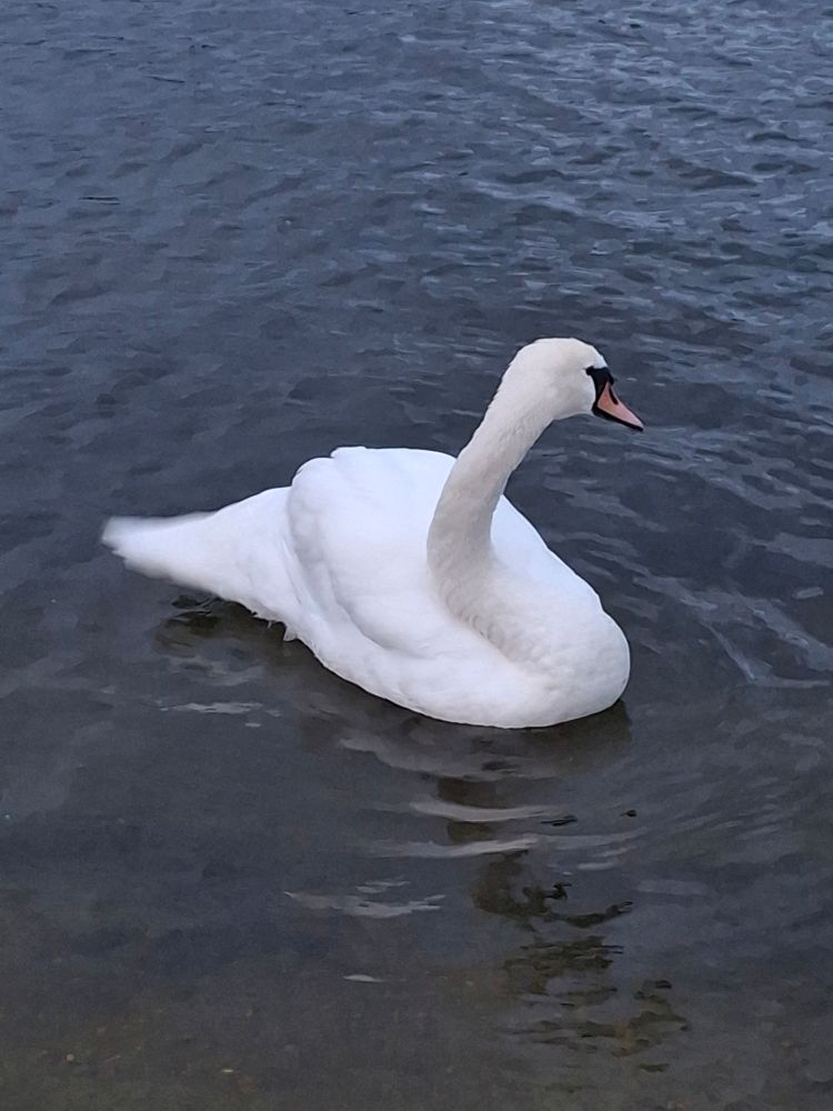 A swan