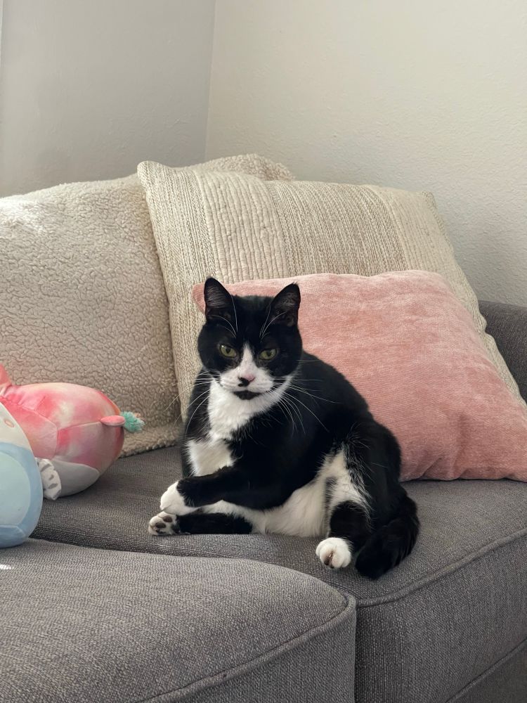 Sweet tuxedo cat sitting on a couch. She’s very round with small feets 