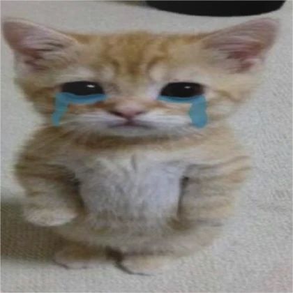 Sad crying cat meme 