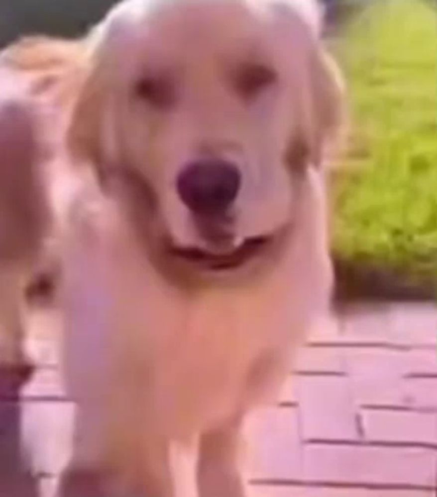 a close up of a dog walking on a sidewalk .