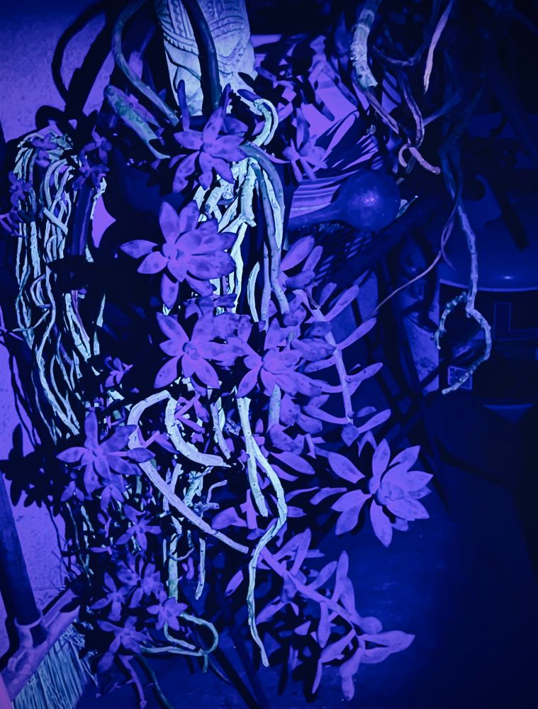 various succulent flowing overgrown in spooky fashion 