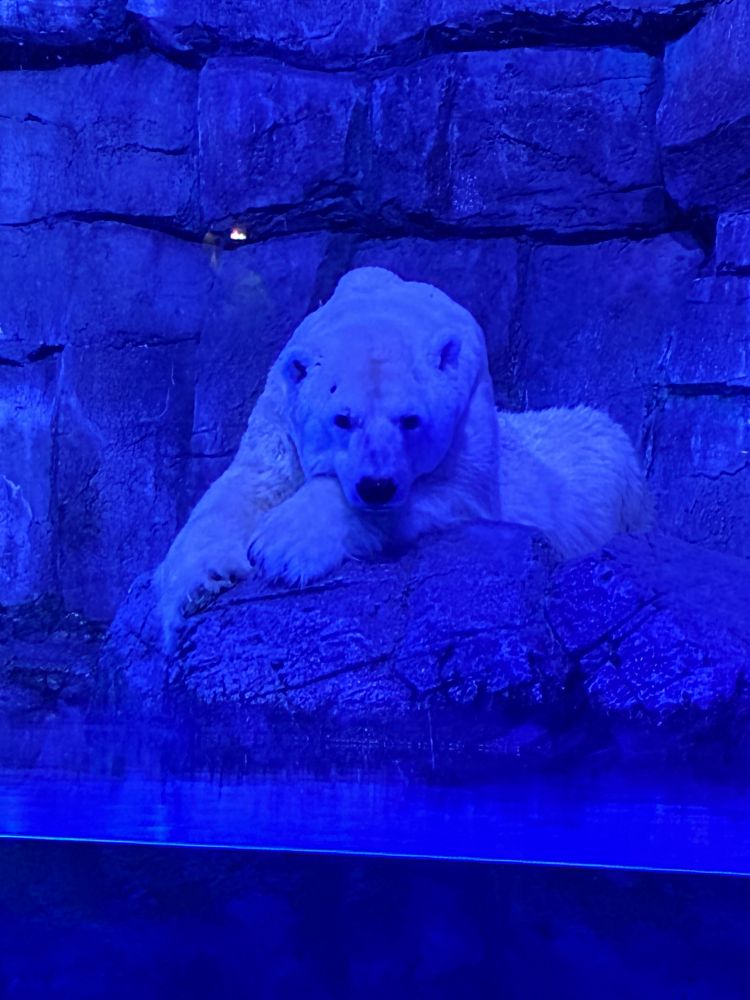 八景島ｼｰﾊﾟﾗﾀﾞｲｽ ユキ丸