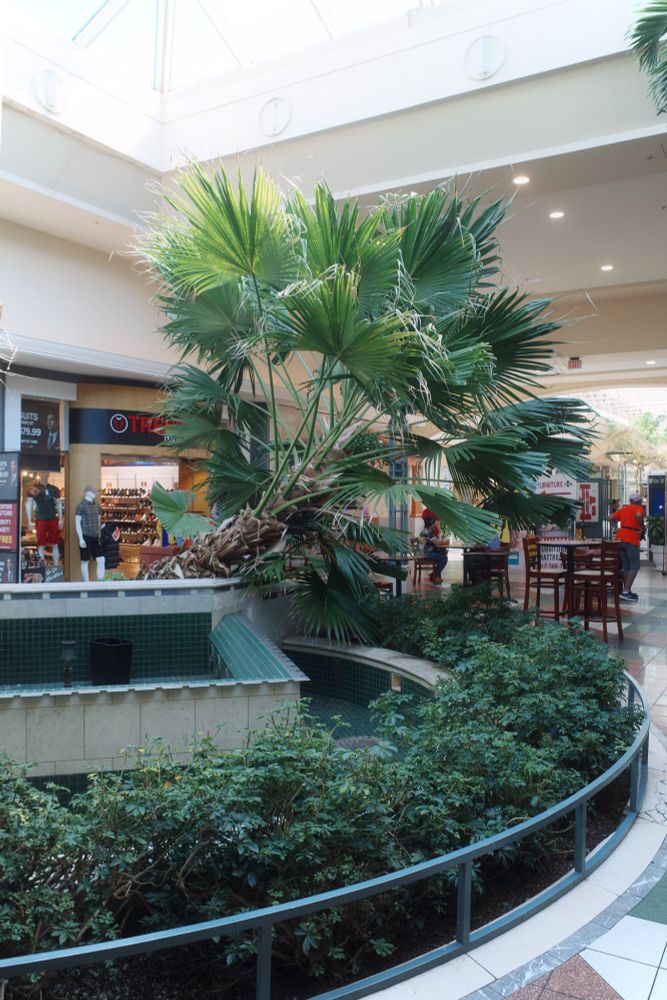 Photograph. An indoor tropical garden with a (drained) tile-covered fountain. A large palm is so overgrown it's uprooted and fallen to the side.