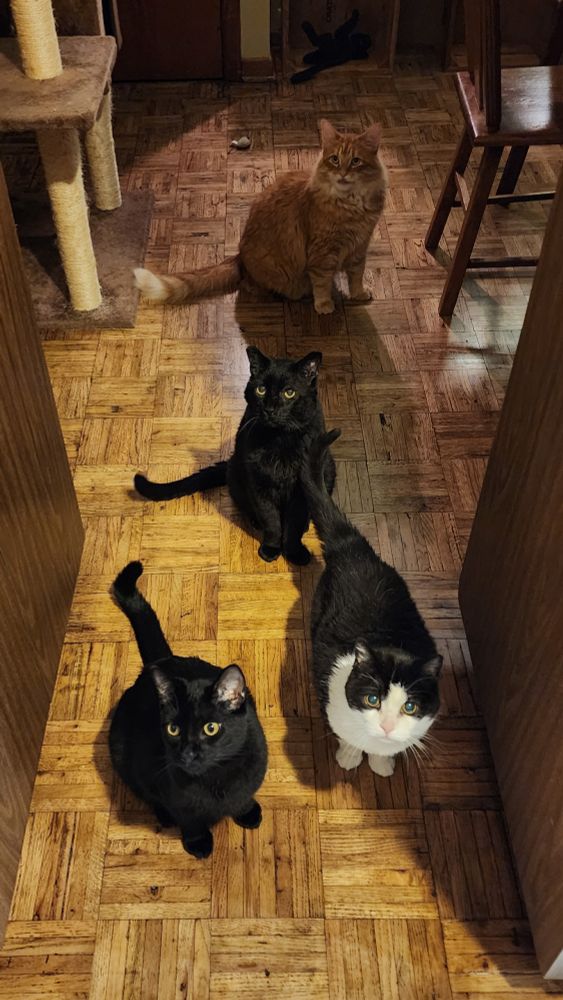 Photograph of four adult cats on a parquet wood floor, staring in the general direction of the photographer