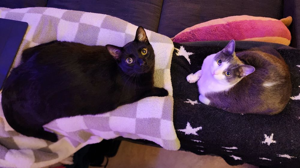 Photograph. A black cat on a gray checkered blanket. A gray tux on a black star-pattern blanket 