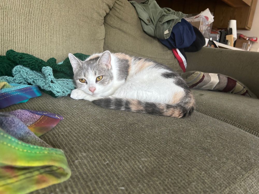 A picture of Tilly, a small calico cat. She is curled up on a green couch and looking at the camera.