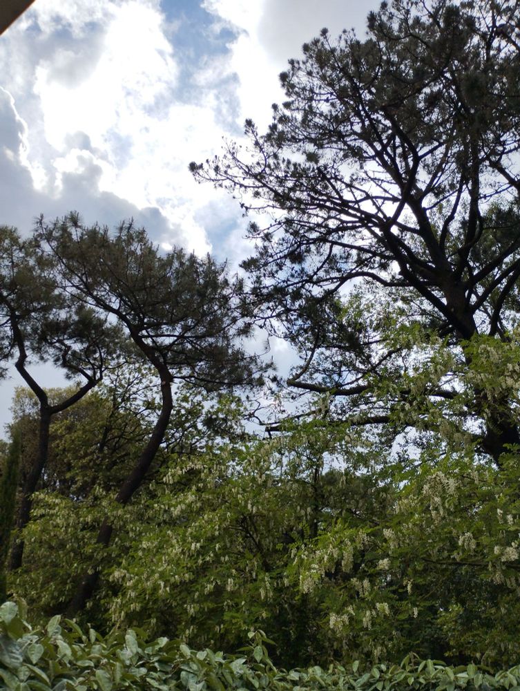 Photo d'arbres et du ciel