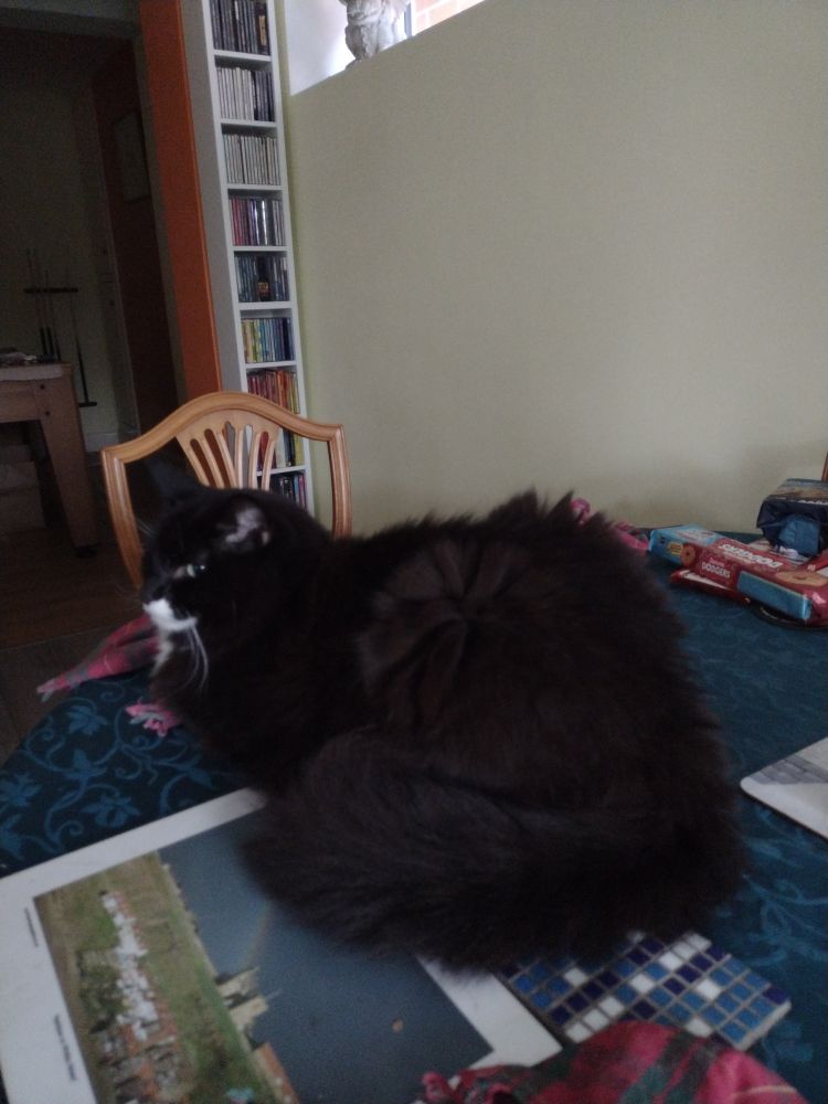 Cat rear end view, on dining table.