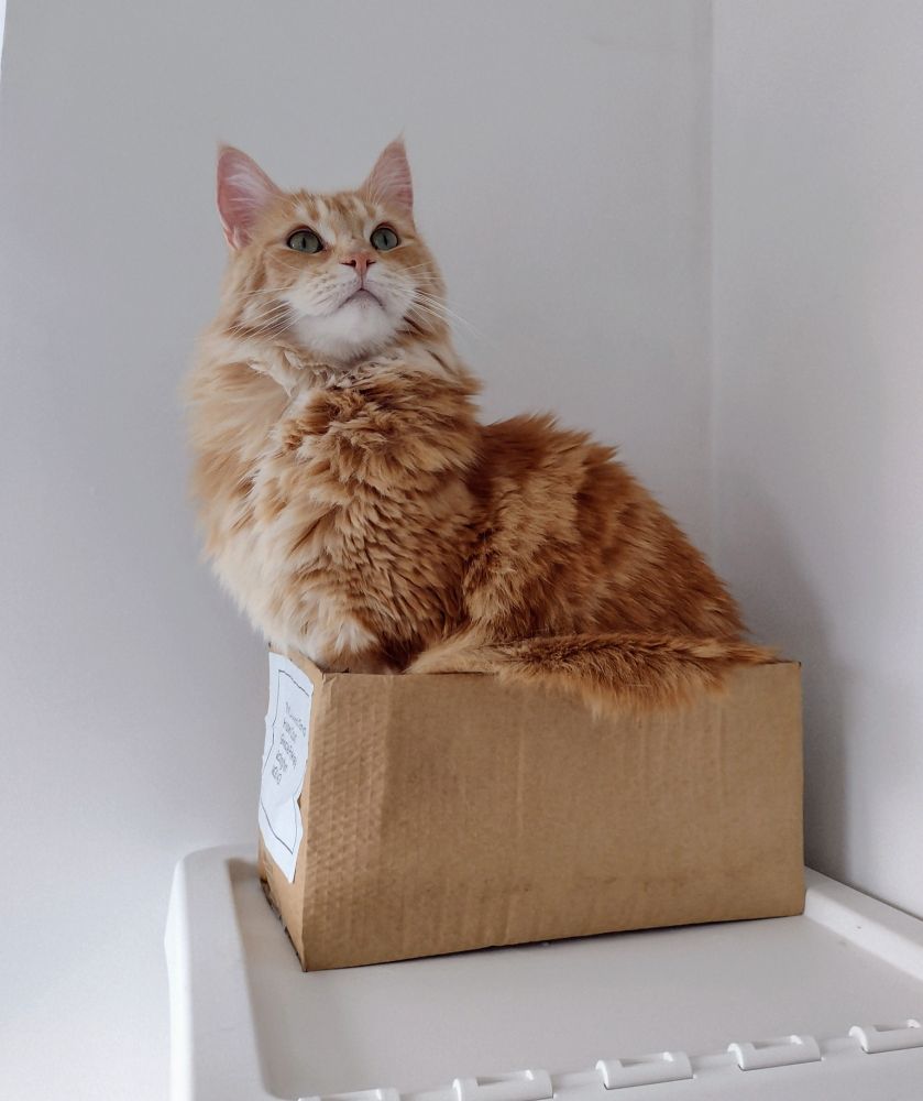 Ginger cat sitting in a small box with overhanging floof.