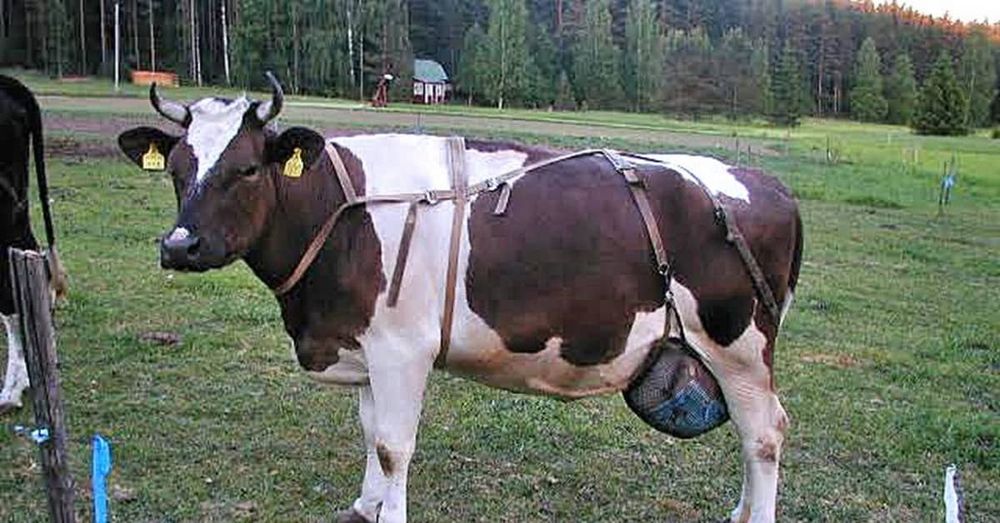 Cow