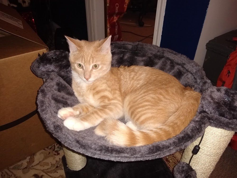 Just a cute lil baby cat, orange with whit stripes and white socks!