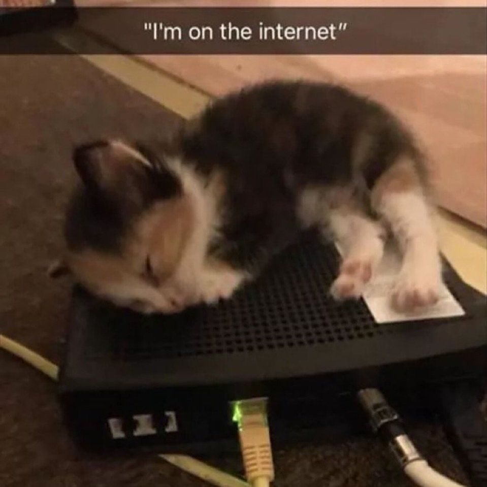 "I'm on the internet"

picture of kitty eeping on router