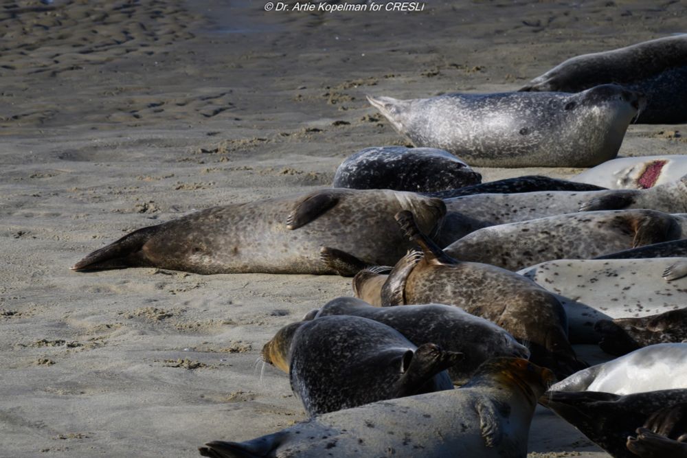 Some of the Atlantic harbor seals hauled out and resting in Shinnecock Bay