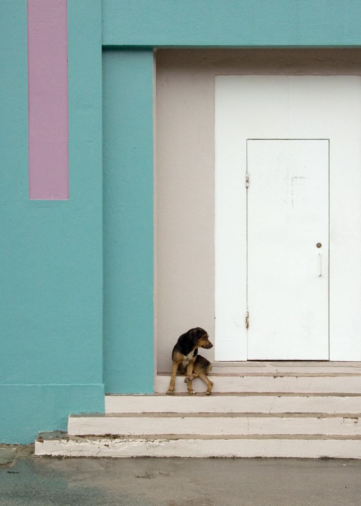 dog in a doorway