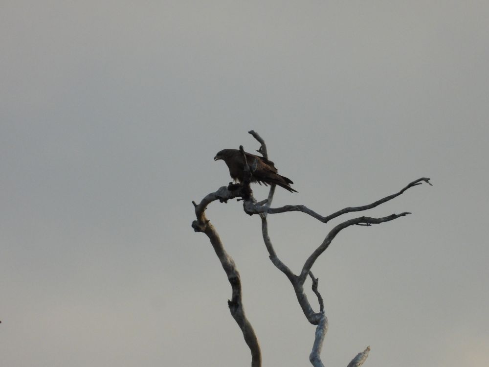 A wedgetail eagle in a lookout tree at Woolwash lagoon on Port Curtis Road, Rockhampton.