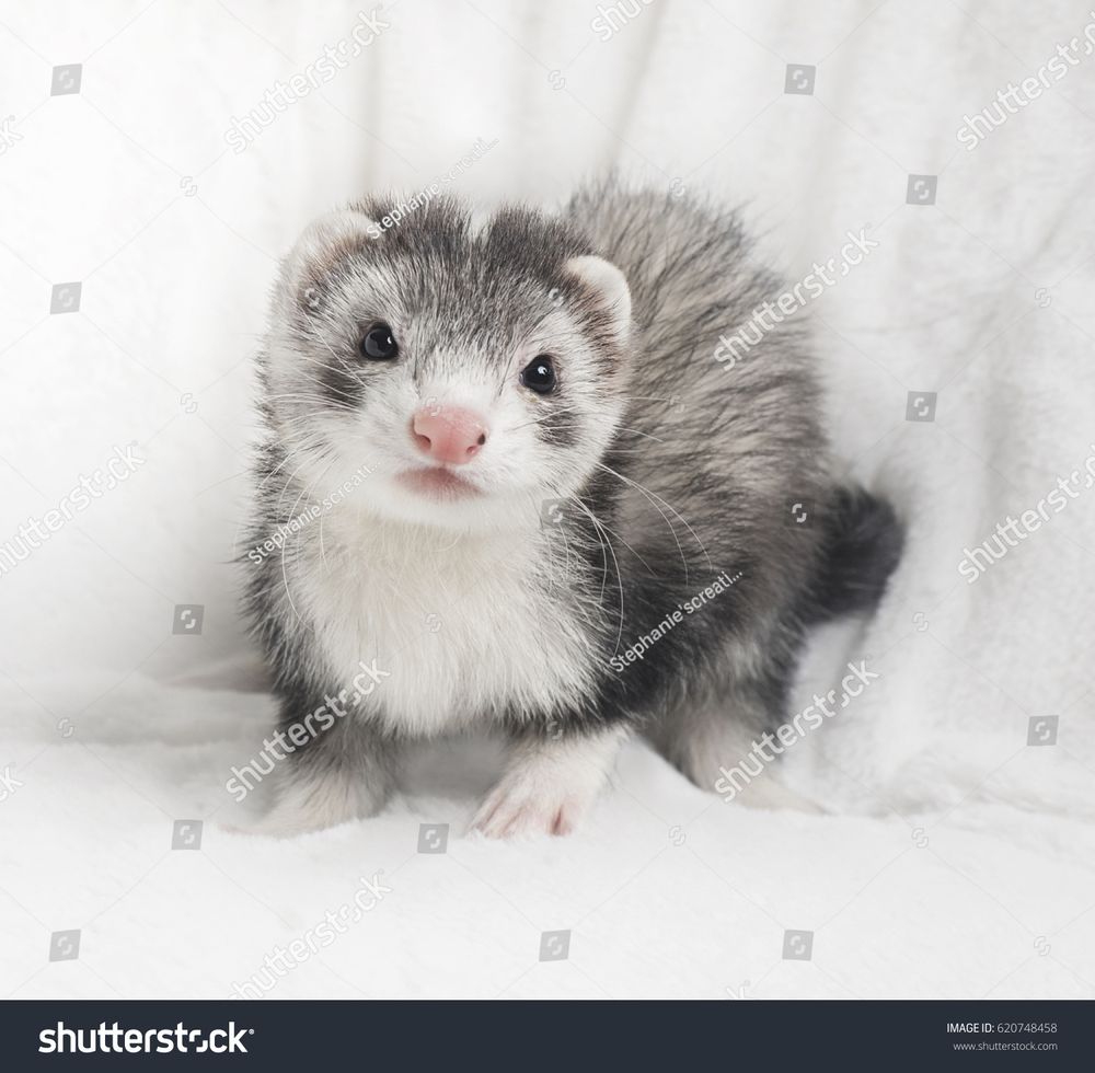 Stock photo of a silver ferret from shutterstock.