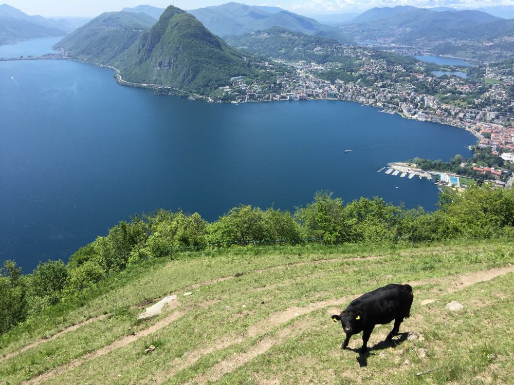 Nochmals die gleiche Aussicht mit einer schwarzen Kuh im Vordergrund. Man sieht den See und Lugano und den San Salvatore.