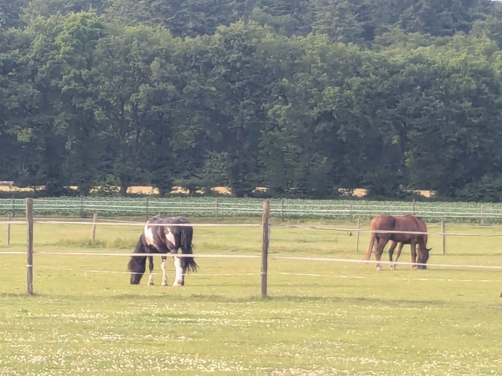 Des chevaux à Amerongen.