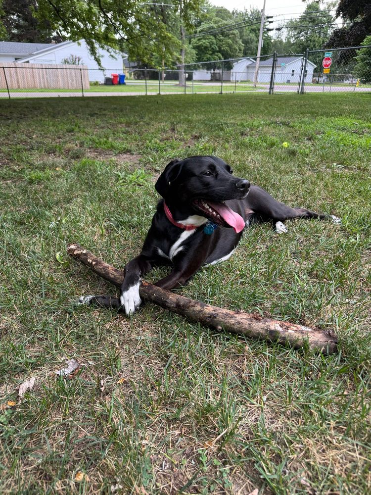 A happy black dog with her arms crossed over a stick in the grass 