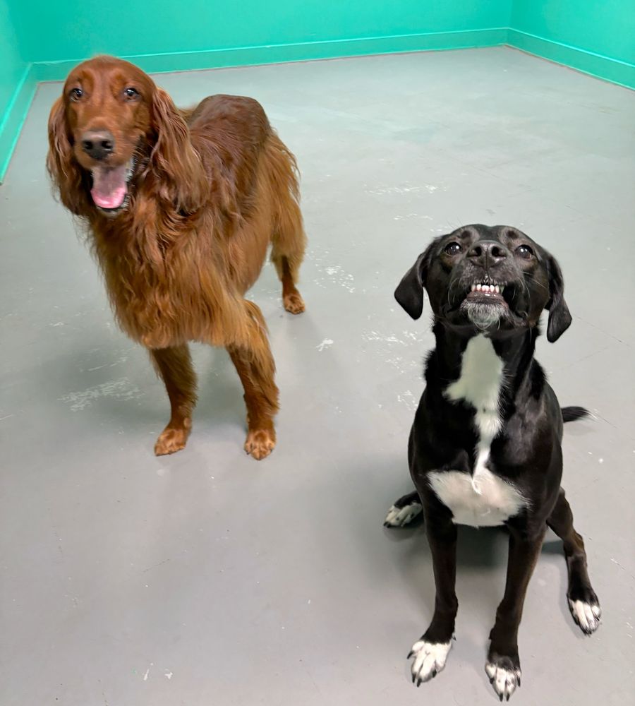 a fluffy dog with its mouth open to the right and a deranged black and white dog to the right showing its teeth