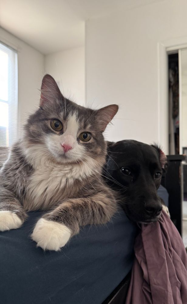 A cat and a dog lying next to each other in a bed. 