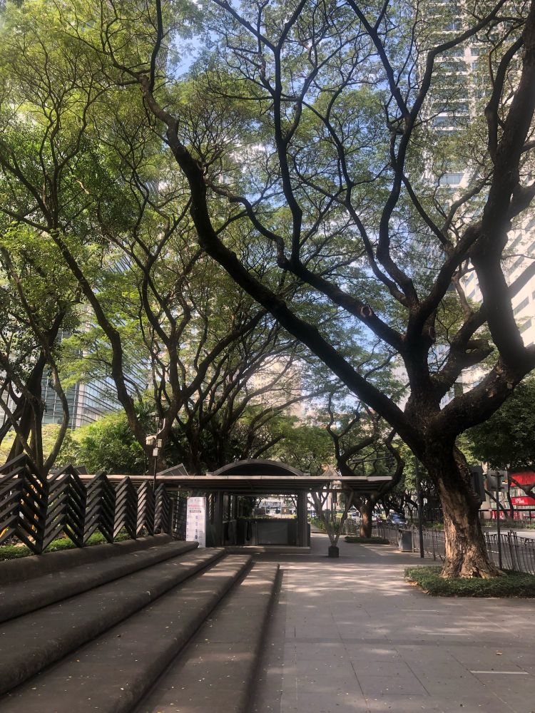 Partial view of stone steps where ppl used to hang out, replaced with a garden