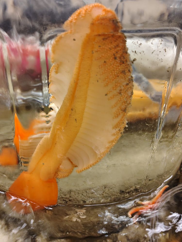 Orange sea pen inside a glass jar filled with seawater. With a small sea start hanging around