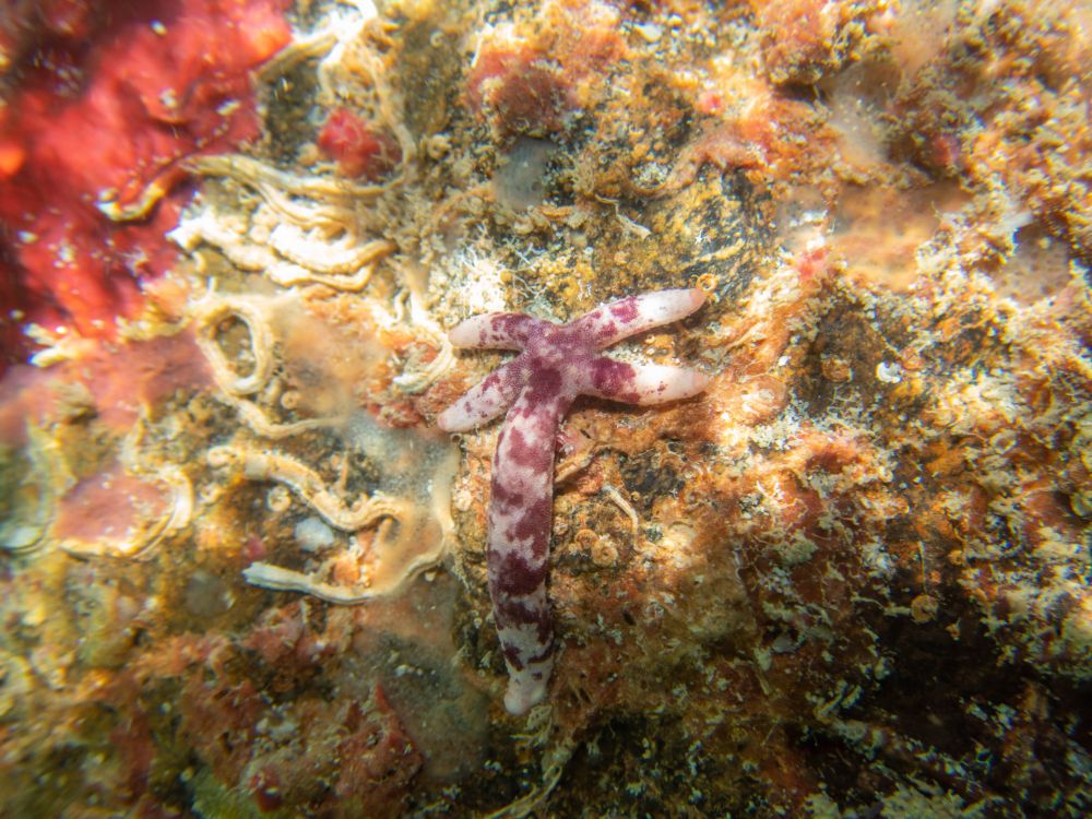 Starfish found under a rock. It's coloration is red or purple in blotches over a white background 