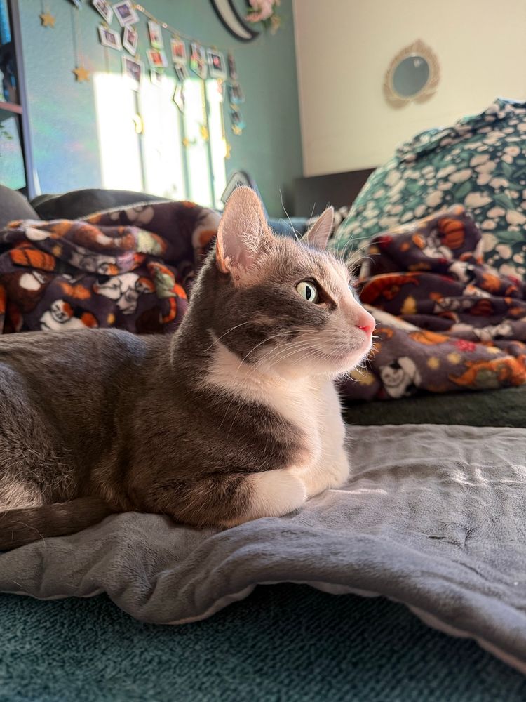 My gray and white cat with her feet politely folded. 