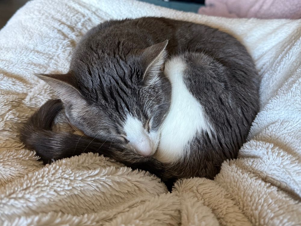 My gray and white cat curled up on my lap