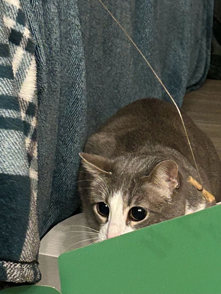 My cat, Cosmo hotdog, looking absolutely insane. Her eyes are 100% pupil 