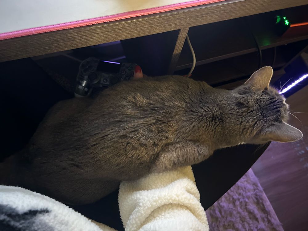 My cat Cosmo in my lap still but now she’s laying on top of my arm