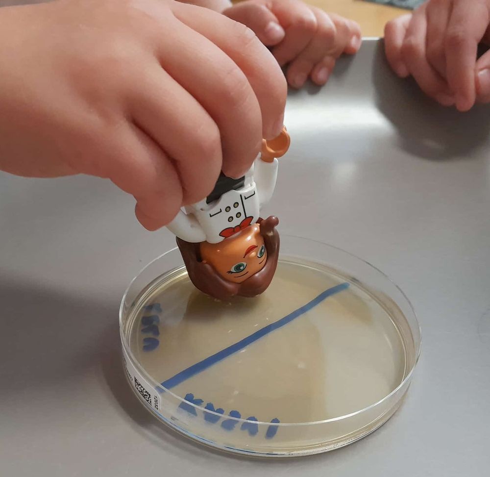 There is a lego person in a child's hand and the lego's head is upside-down pressed into agar in a Petri dish tasting for microbial growth