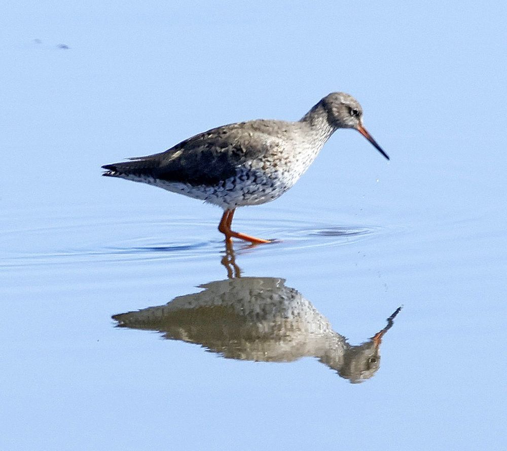 Redshank