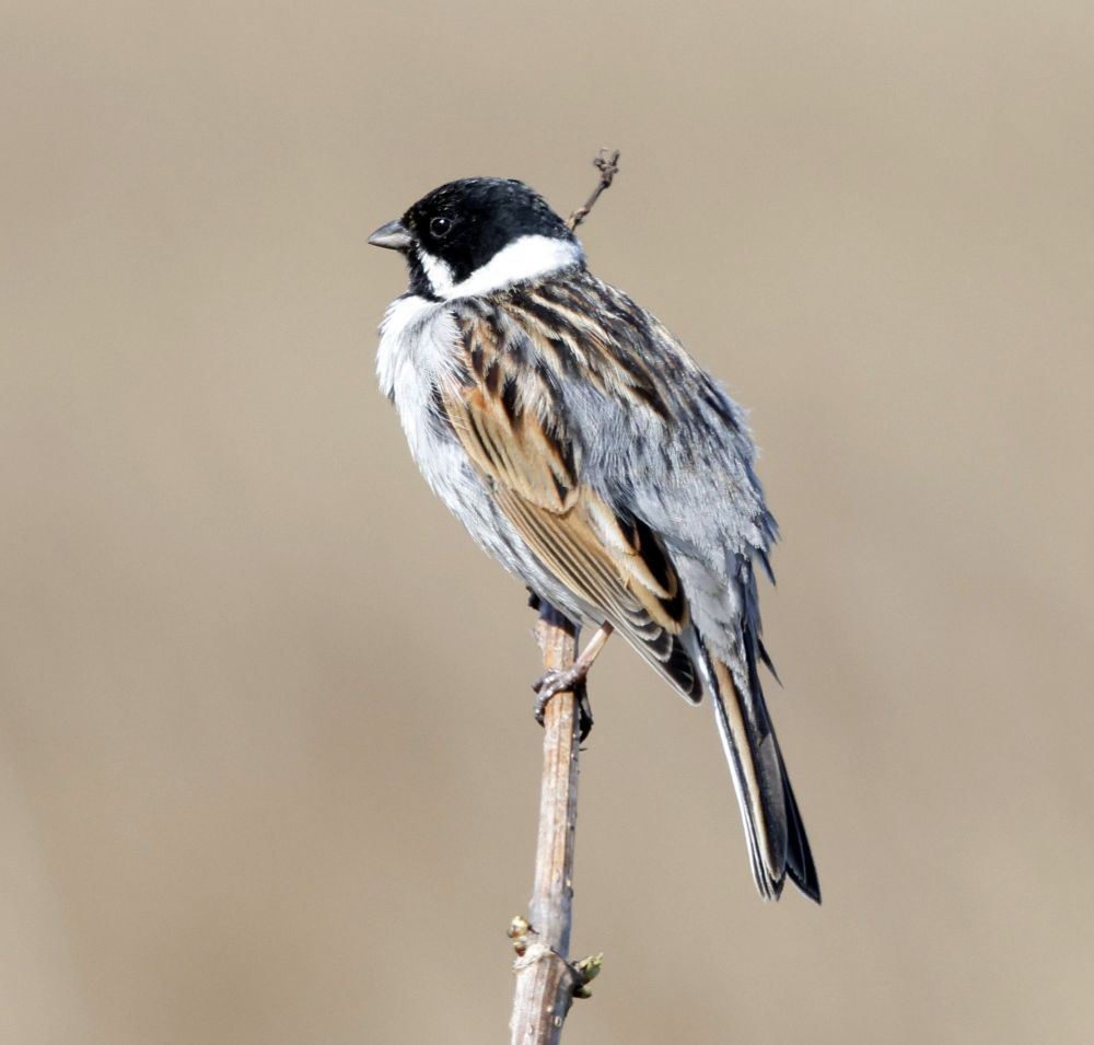 Reed Bunting