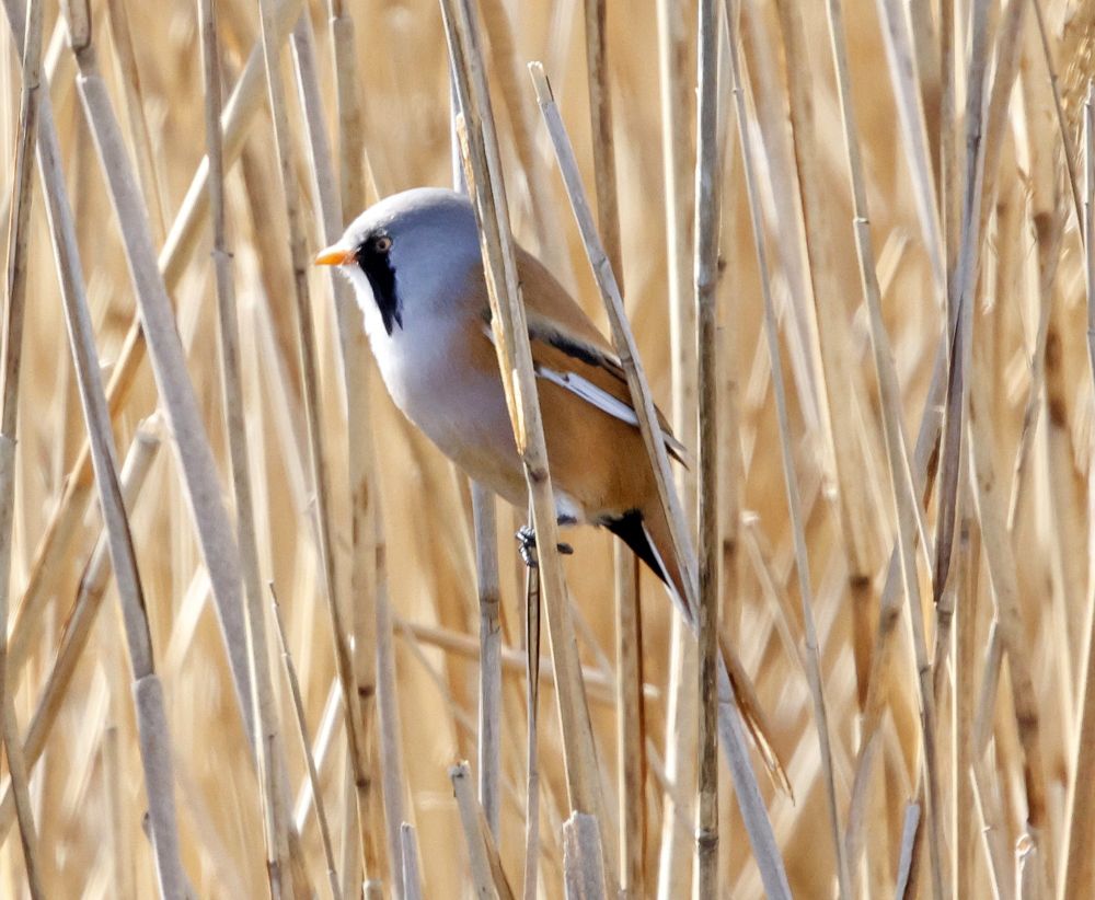 Bearded Tit