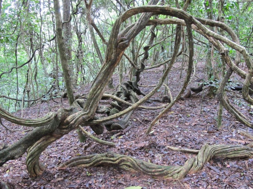 Lianas (woody vines) in Udawattakele Forest, Sri Lanka