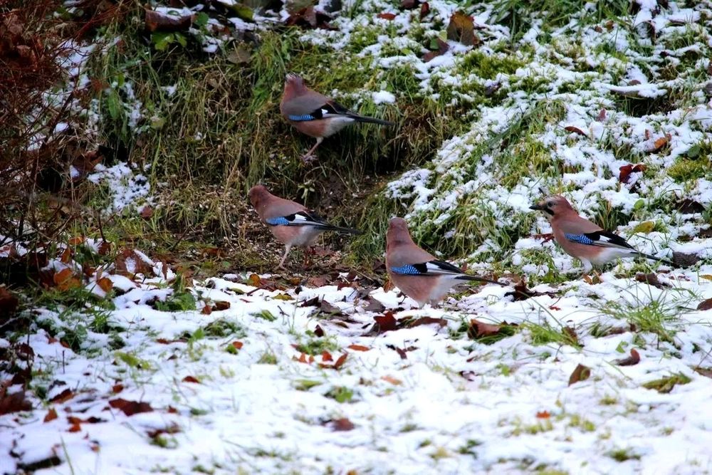 Vier Eichelhäher im Schnee, in unserem Garten. 