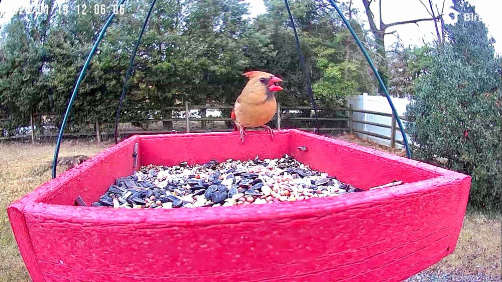 Female cardinal in feeder tray 