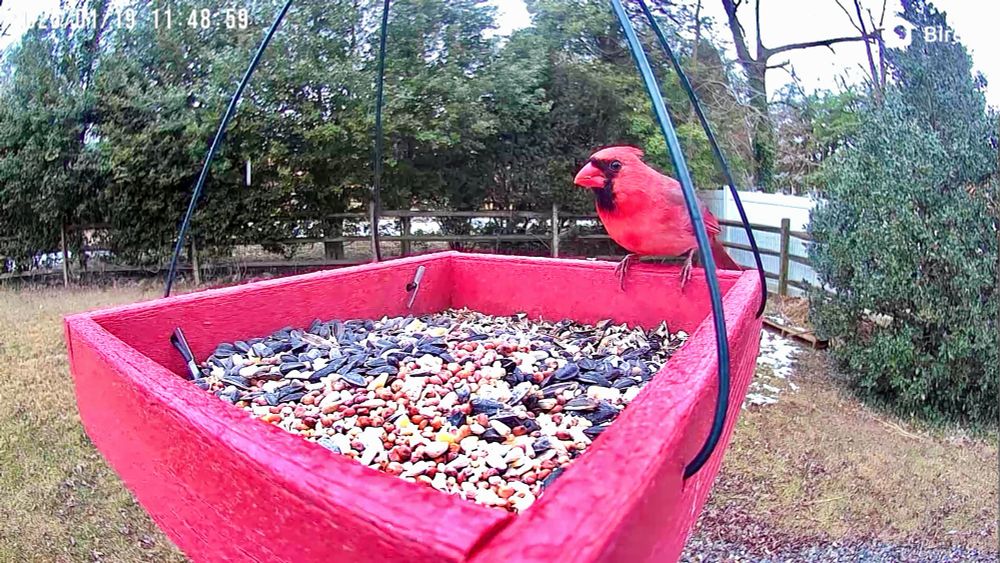 Male cardinal in feeder tray 