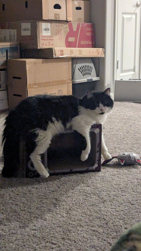Black and white cat sitting on a box that he barely fits on. 