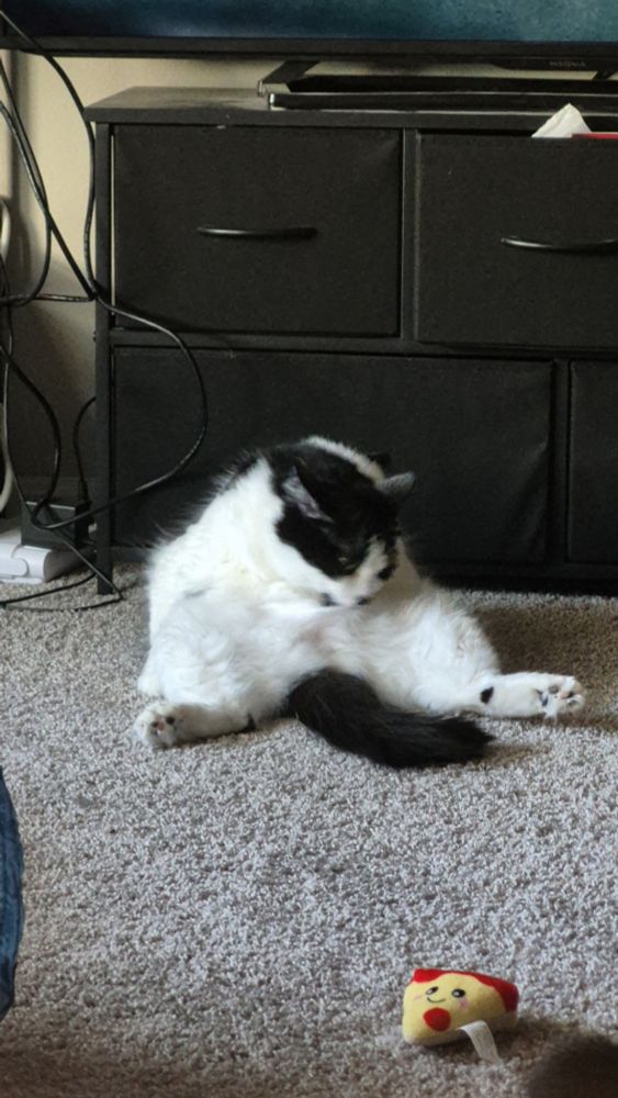 Black and white cat cleaning herself. Laying on her back legs. In front of a black dresser. 