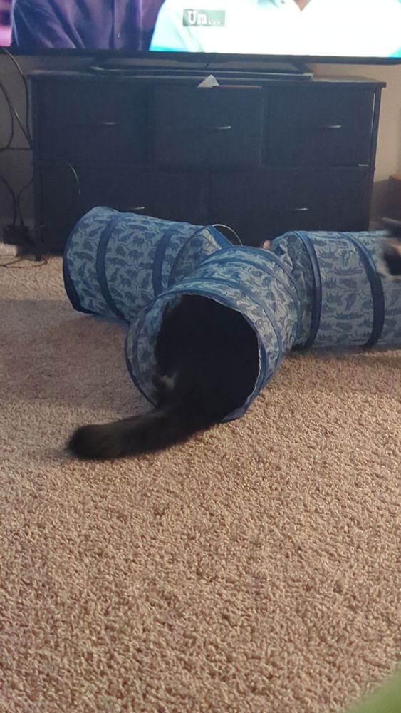 Black cat with it's head and body in a blue tunnel, only his tail is visible. 