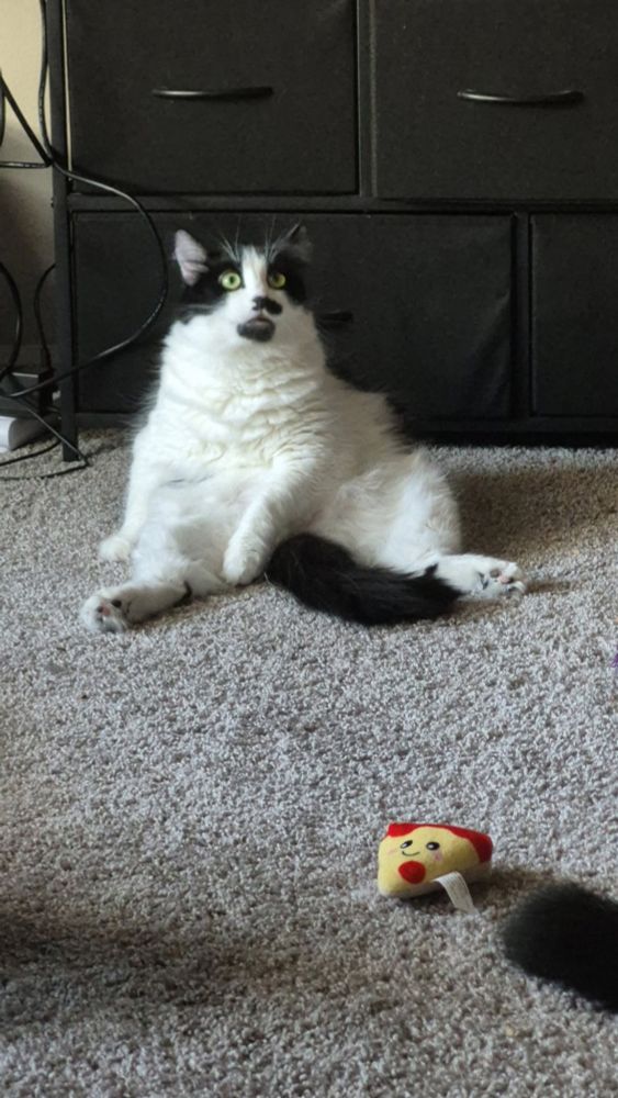 Black and white cat doing a blep face while cleaning herself. Laying on her back legs. In front of a black dresser. 