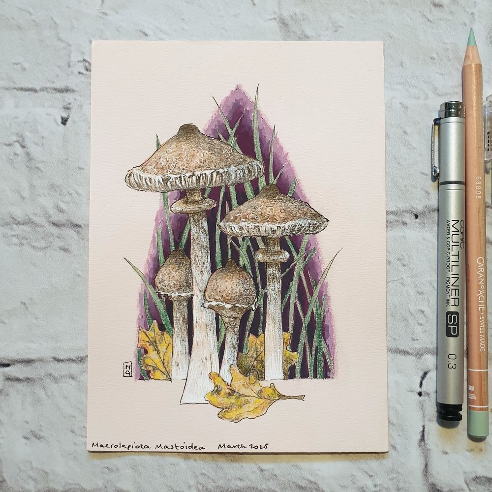 A small drawing of Macrolepiota Mastoidea Mushrooms also known as Slender Parasols. The Mushroom is tall and slender with a pale brown cap with a darker brown area near the crown that breaks into scales.
They are fairly common in Britain and Ireland and they also occur across most of Europe. It is edible and tasty but bears a resemblance to some toxic mushrooms!
An original art work
Colour pencil and mixed media on acid free toned artist paper
5 by 7 inches (12.7 by 17.8 cm).
Sold unframed