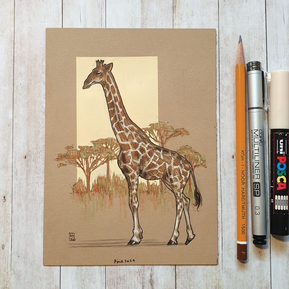 A colour drawing of a giraffe on buff paper with a little arid landscape with trees in the background.
Giraffes are found in the dry savannahs of Africa, where they roam among the open plains and woodlands. Well known for their long necks, these gentle giants are the world s tallest living land animals. An adult male can grow to around 5.5m
An original art work
Colour pencil and mixed media on acid free toned artist paper
5 by 7 inches (12.7 by 17.8 cm). This is a standard photo size in the UK and USA and should be easy to DIY frame.
Sold unframed