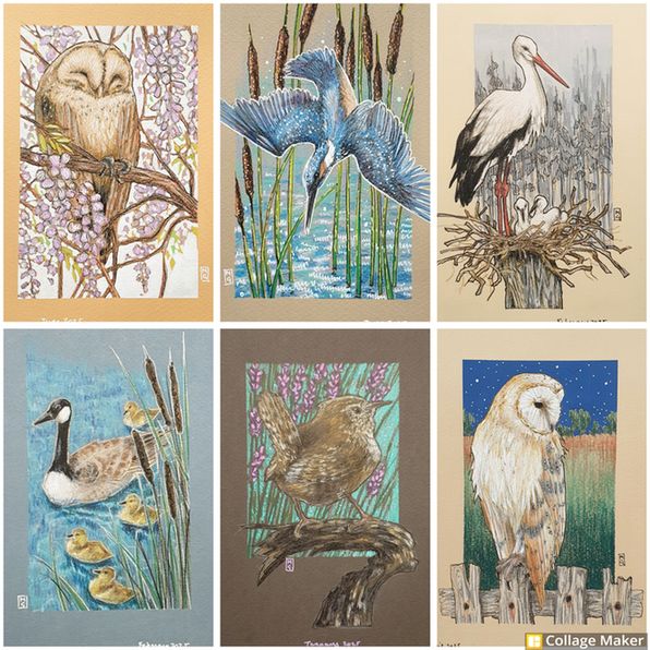 A photo collage of some of my bird drawings:
A sleepy owl, a diving kingfisher, a white stork, a Canada goose with goslings, a wren and a barn owl.