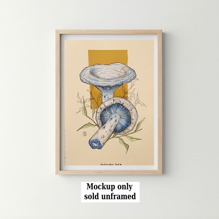 A colour drawing of Indigo Milk Cap mushrooms, blue mushrooms with darker blue gills. These mushrooms can be found in southern and eastern North America but is most common along the Gulf Coast, Mexico, and Guatemala.
An original art work
Colour pencil and mixed media on acid free toned artist paper
5 by 7 inches (12.7 by 17.8 cm).
Sold unframed