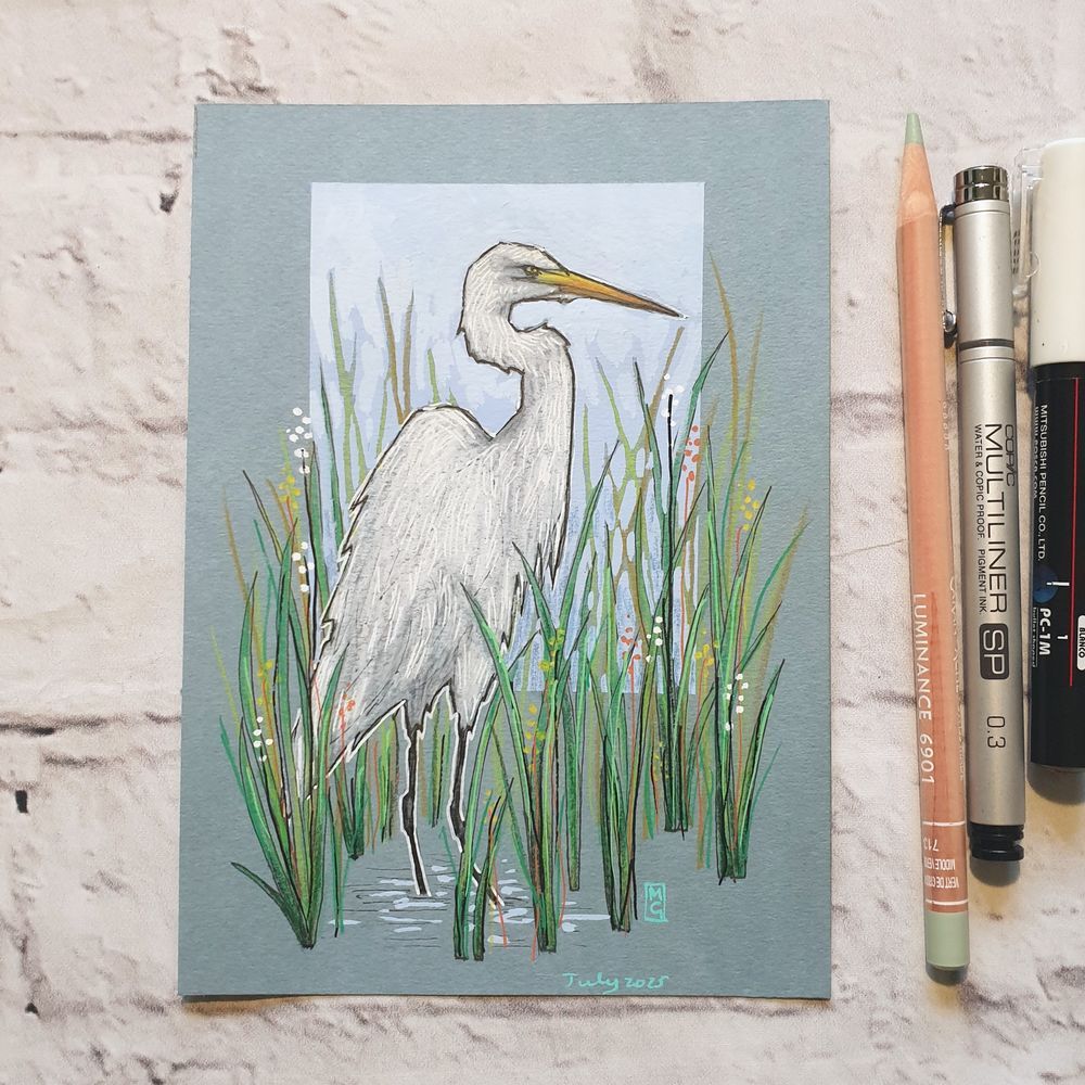 A small drawing of a Great White Egret bird standing in water with long grasses. A white heron like bird with black feet and legs and a yellow beak. The drawing is on light blue pastel paper.
What was once a very rare bird in Britain and Ireland, the Great White Egret can now be seen throughout the year, often in association with other herons.
An original art work
Colour pencil and mixed media on acid free toned artist paper
5 by 7 inches (12.7 by 17.8 cm).
Sold unframed